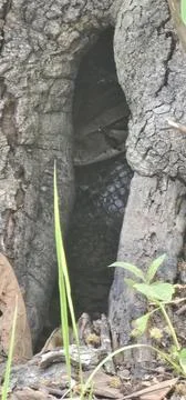 A view of the bark of a tree Stock Photos