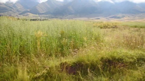 View of barley field in the foreground and mountains Stock Footage 273837891