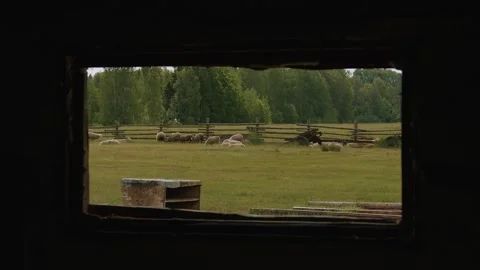 View from barn window to flock of sheep grazing and resting on grass in paddock Vidéo 317228619