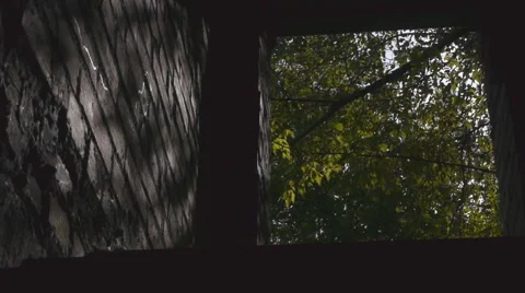 View From The Basement To The Forest Stock Footage 58189203