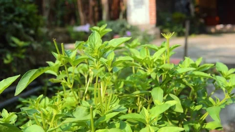 View of basil plant leaves 库存影片 290853787