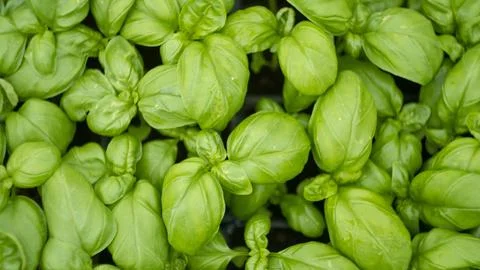 View of basil plants from above Stock Photos