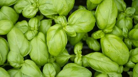 View of basil plants from above Stock Photos