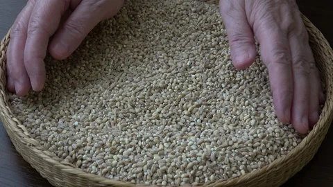 View into a basket full of wheat grains. Wheat grains. Wheat and cereals. Stock Footage 103039869