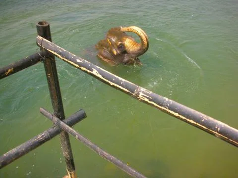 A view of bathing elephant Stock Photos