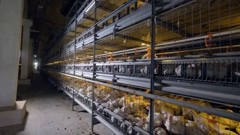 A view on battery cages with broilers from the maintenance corridor. Stock Footage 84505613