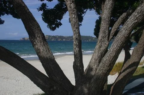 View of Bay &amp; Beach Through Tree Stock Photos