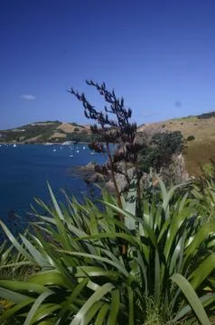 View of Bay &amp; Plants Stock Photos