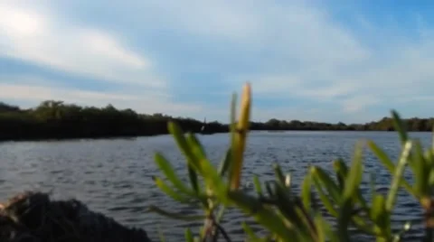 View of bay through ferns Vídeos de archivo 45244918