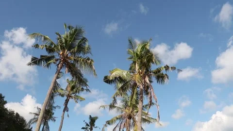 View of beach Bali with Coconut tree Stock Footage 242437256