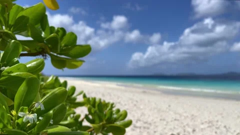 View to the beach with blue sea through green plant with small flowers. Stock Footage 177516803