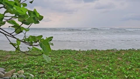 A view of beach with green grass and tree Stock Footage 287004036