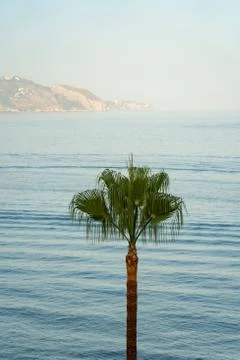 View of a beach with palm tree standing alone in the middle Stock Photos