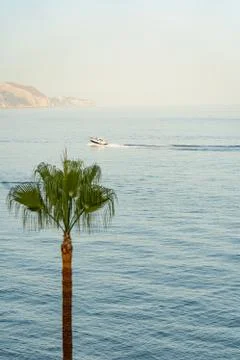 View of a beach with palm tree standing alone in the middle and boat passing Stock Photos
