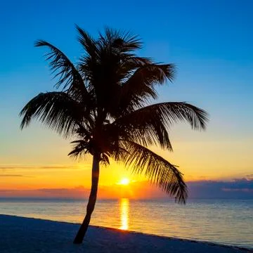 View of beach with palm tree at sunset Stock Photos