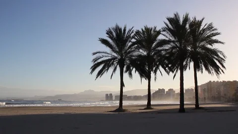 View Of A Beach With Palm Trees And A City In The Background Stock-Footage 125702743