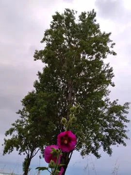 The view of the beach Stock Photos