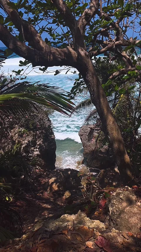 View of the beach, sea, beach, waves, ocean, water, trees, coastline, summer Stock Footage 237017667