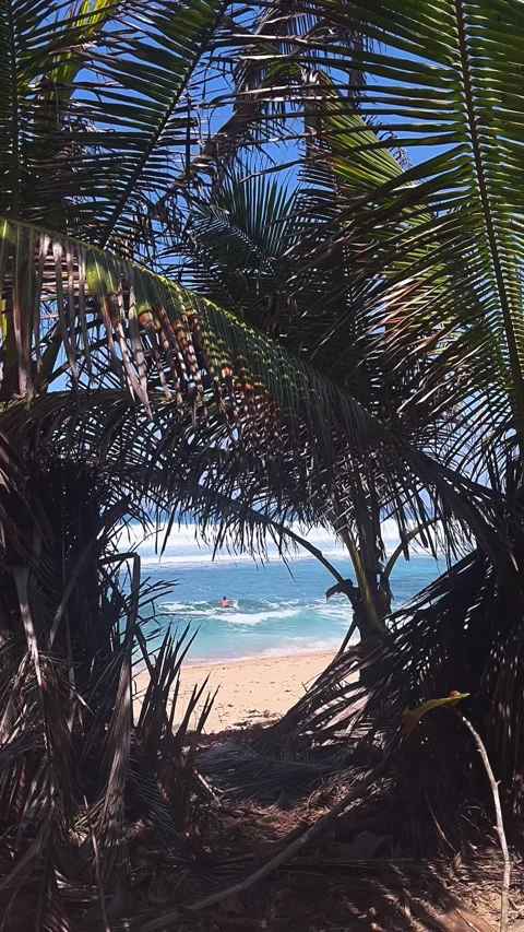 View of the beach, sea, beach, waves, ocean, water, trees, coastline, summer Stock Footage 237017894