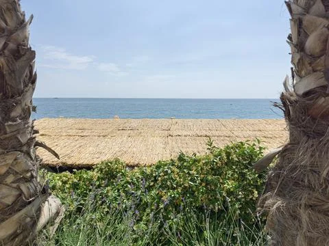 View of the Beach through Palm Trees at Daytime Fotos Stock