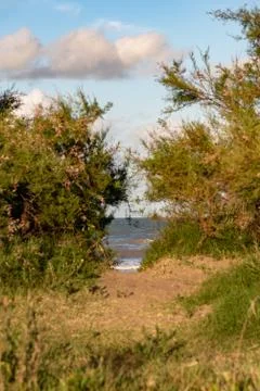 View of a beach through some dunes and bushes Stock Photos