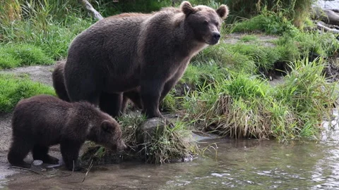 View of a bear with cubs go to a river bank in Kamchatka 스톡 동영상 149893858