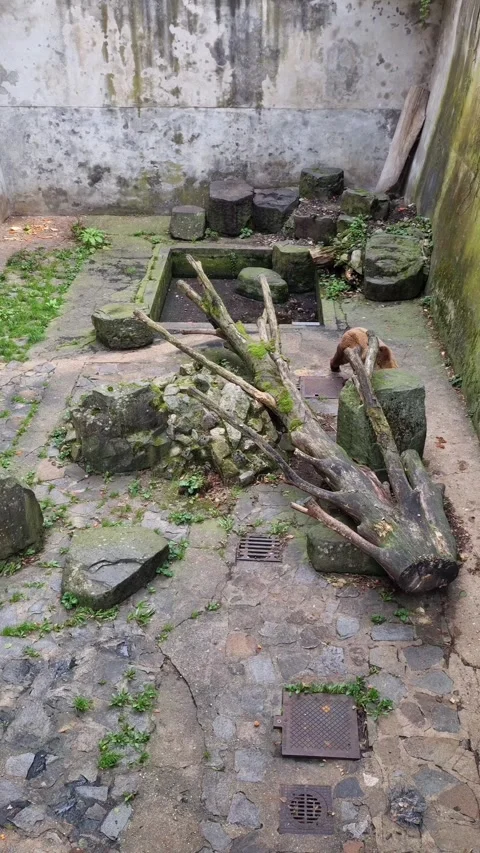 View of a bear that lives in a pit at Cesky Krumlov Castle - Cesky Krumlov Video stock 252016217