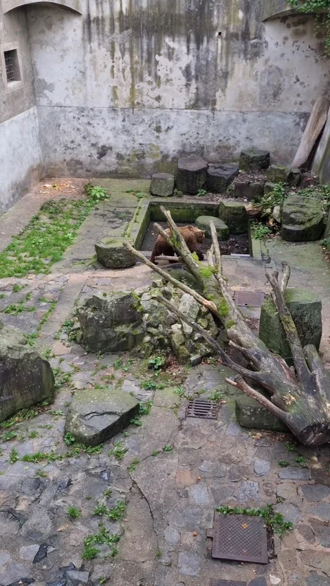 View of a bear that lives in a pit at Cesky Krumlov Castle - Cesky Krumlov Video stock 252016225