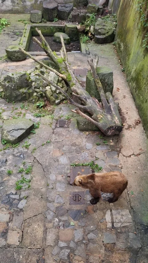 View of a bear that lives in a pit at Cesky Krumlov Castle - Cesky Krumlov Stock Footage 252027701