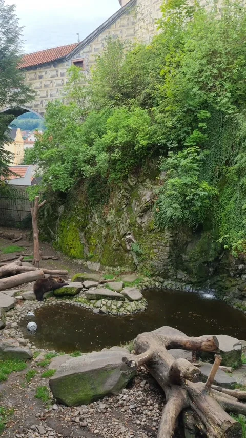 View of a bear that lives in a pit at Cesky Krumlov Castle - Cesky Krumlov Video stock 252027702