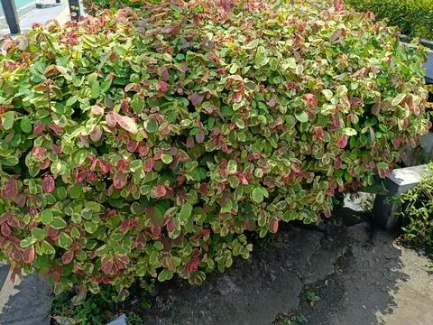 View of beautiful and decorative plants Stock Photos