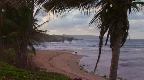 View of beautiful beach, Barbados Stock Footage 60690797