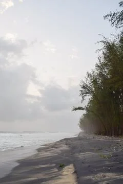 View of a Beautiful beach with pine trees and blue sky Stock Photos