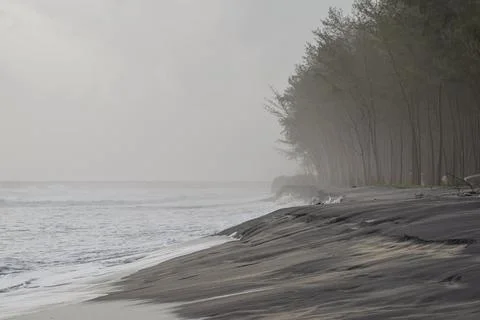 View of a Beautiful beach with pine trees and blue sky Stock Photos