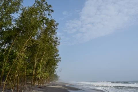 View of a Beautiful beach with pine trees and blue sky Stock Photos