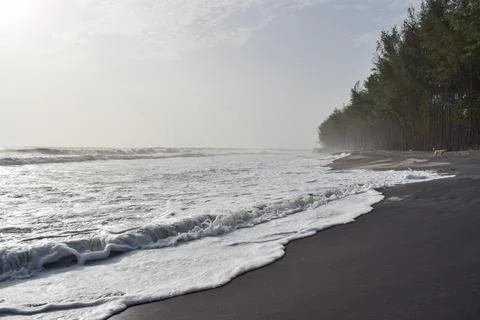 View of a Beautiful beach with pine trees and blue sky Stock Photos