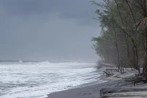 View of a Beautiful beach with pine trees and blue sky Stock Photos