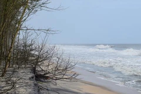 View of a Beautiful beach with pine trees and blue sky Stock Photos