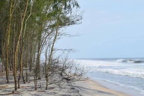 View of a Beautiful beach with pine trees and blue sky Stock Photos