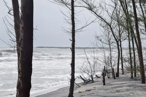 View of a Beautiful beach with pine trees. Stock Photos