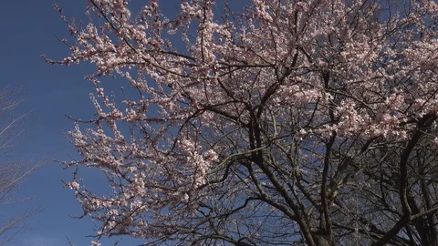 The view of beautiful blossom tree. Video stock 104939376