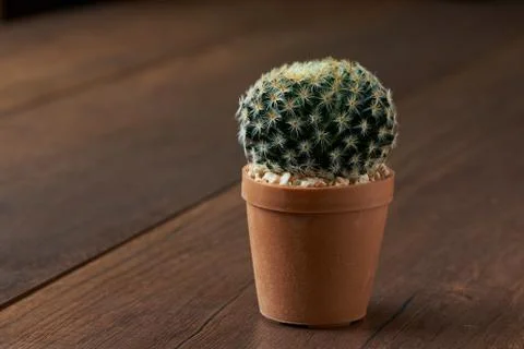 View of beautiful cactus Stock Photos