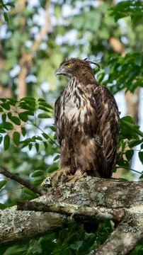 View of a beautiful changeable hawk-eagle (Nisaetus cirrhatus) on a tree in a Stock Photos