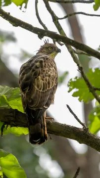 View of a beautiful changeable hawk-eagle (Nisaetus cirrhatus) on a tree in a Stock Photos