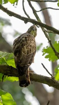 View of a beautiful changeable hawk-eagle (Nisaetus cirrhatus) on a tree in a Stock Photos
