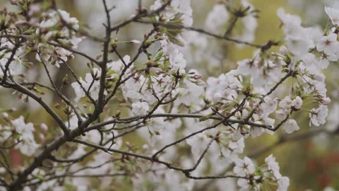View of Beautiful Cherry Blossoms Видео 333122743