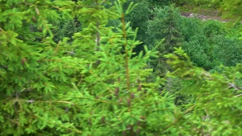 View of the beautiful coniferous forest from the cable car in the Low Tatras Stock Footage 204126399