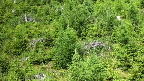 View of the beautiful coniferous forest from the cable car in the Low Tatras Stock Footage 204126431