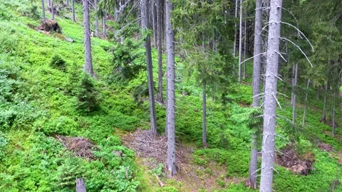 View of the beautiful coniferous forest from the cable car in the Low Tatras Stock Footage 204127105