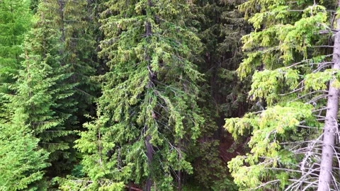 View of the beautiful coniferous forest from the cable car in the Low Tatras Stock Footage 204127336